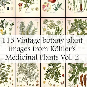 The ultimate collection of 115 Plant illustrations in Köhler's Medicinal Plants volume 2 - Printable Download - Vintage Botanical