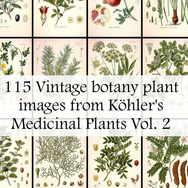 The ultimate collection of 115 Plant illustrations in Köhler's Medicinal Plants volume 2 - Printable Download - Vintage Botanical