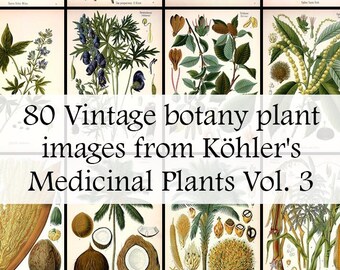All 80 Medicinal plant illustrations from Köhler's Medicinal Plants volume 3 - High Res Printable Download - Vintage Botanical