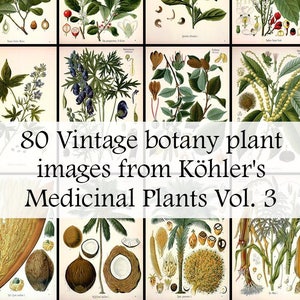 All 80 Medicinal plant illustrations from Köhler&#39;s Medicinal Plants volume 3 - Printable Download - Vintage Botanical
