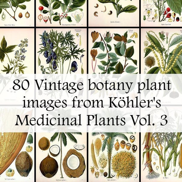 All 80 Medicinal plant illustrations from Köhler's Medicinal Plants volume 3 - Printable Download - Vintage Botanical