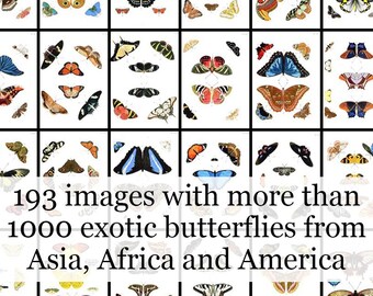 193 pages/images stuffed with more than 1000 exotic and colorful butterflies from Asia, Africa and America from  old vintage butterfly book