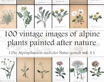 May include: A collection of 100 vintage illustrations of alpine plants, painted in watercolor. The illustrations are arranged in a grid, with each plant depicted in detail. The title of the collection, "Die Alpenpflanzen nach der Natur gemalt vol. 1", is printed at the bottom of the image.
