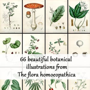 66 beautiful botanical illustrations from The flora homoeopathica - Vintage Botanical Plates - homoeopathic plant images