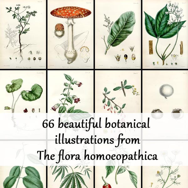 66 beautiful botanical illustrations from The flora homoeopathica - Vintage Botanical Plates - homoeopathic plant images