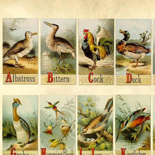 Old Vintage Picture alphabet of birds - ABC Cards - School ABC cards - Educational Flash Cards for Learning - Alphabet Letter Cards