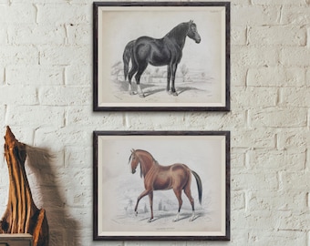 May include: Two framed black and white illustrations of horses. The top illustration shows a black horse standing in a field. The bottom illustration shows a brown horse standing in a field.