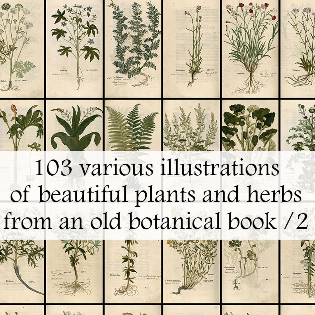 103 Various Old Herbal Plant Illustrations From Old 1543 - Etsy