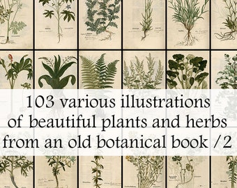 Vintage Herbal Plant Illustrations – 1543 Botany Book (Printable Download)
