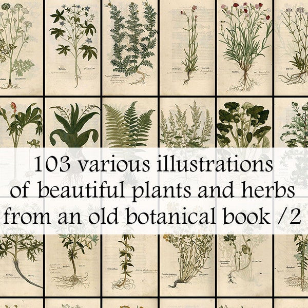 103 various old herbal plant illustrations from old  (1543) book about botany - vintage plants - Printable Download