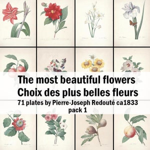 71 of the the most beautiful flowers, according to the French artist Pierre-Joseph Redouté, Vintage watercolor copperplate images - pack 1