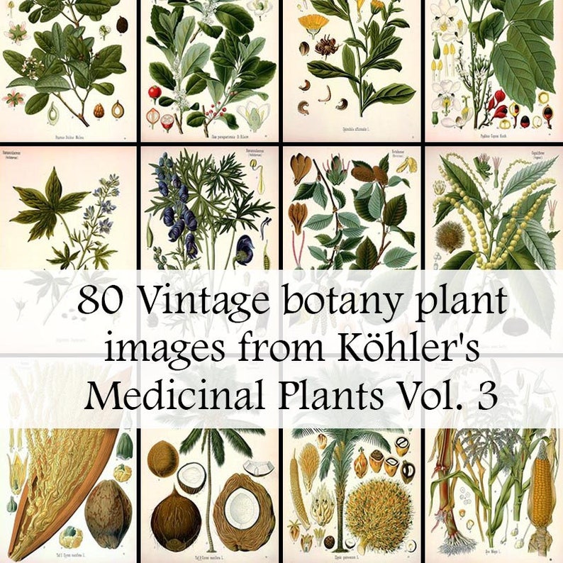 All 80 Medicinal plant illustrations from Köhler's Medicinal Plants volume 3 Printable Download Vintage Botanical image 1