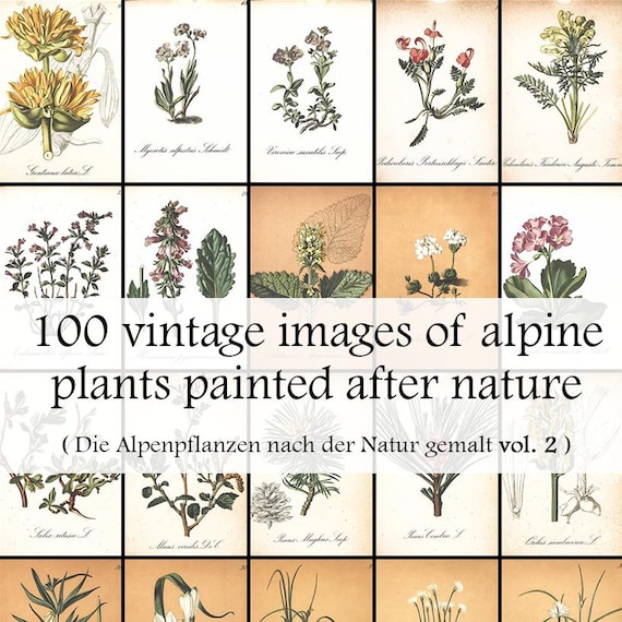 ヴィンテージ高山植物図鑑プリント – 花の画像100点（デジタル