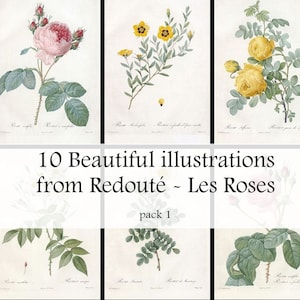 Un conjunto de 10 hermosas rosas, digitalizadas de las placas coloreadas a mano por Pierre Joseph Redouté - Imágenes de rosas florales vintage - Descarga digital