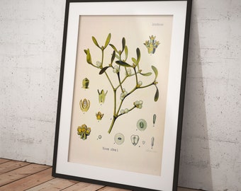 Mistletoe - Viscum album - Old English mistle - Common Mistletoe - Printable Download for botanical print - Poster or scrapbooking