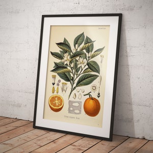 Orange Bitter- Vintage image of Citrus aurantium from old book - Köhlers Medicinal Plants - Printable Download - also for commercial use