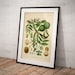 see more listings in the Botanical Art (singles) section