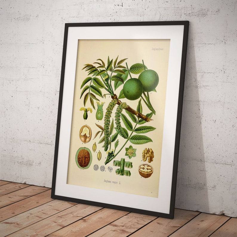 Juglans regia Walnut Köhler's Medizinal-Pflanzen Printable Download botanical plant poster Vintage plant Art for scrapbooking image 1