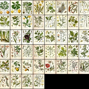 May include: A vintage botanical illustration collection featuring various plants and flowers. The illustrations are in a detailed, realistic style with vibrant colors and intricate details. The collection includes a variety of species, such as dandelions, roses, and ferns.