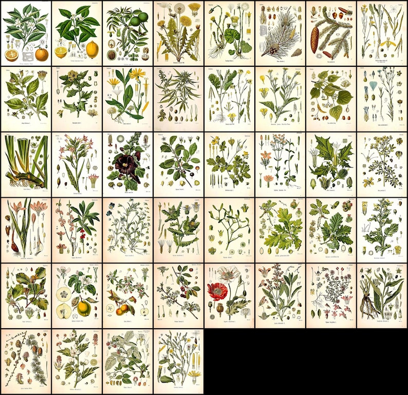 May include: A vintage botanical illustration collection featuring various plants and flowers. The illustrations are in a detailed, realistic style with vibrant colors and intricate details. The collection includes a variety of species, such as dandelions, roses, and ferns.