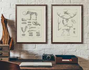 May include: Two framed vintage anatomical illustrations of a mammoth and a deer. The illustrations are in black and white and show the skeletons of the animals. The mammoth illustration includes the text "MAMMUTHEUS Primigenius" and the deer illustration includes the text "CERVUS MEGALOCEROS".