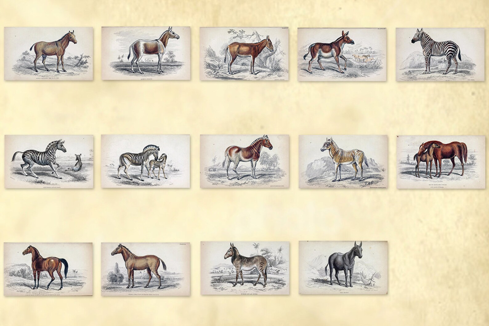 Antique Horse Drawings – 1841 Equus Prints, Natural History (high Res ...