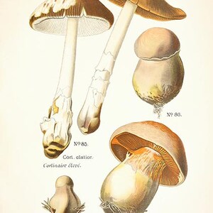 May include: A vintage illustration of four mushrooms, two with brown caps and two with white caps. The illustration is labeled with the French words "Cortinaire &eacute;lev&eacute;" and "Cortinaire &agrave; odeur de bous".
