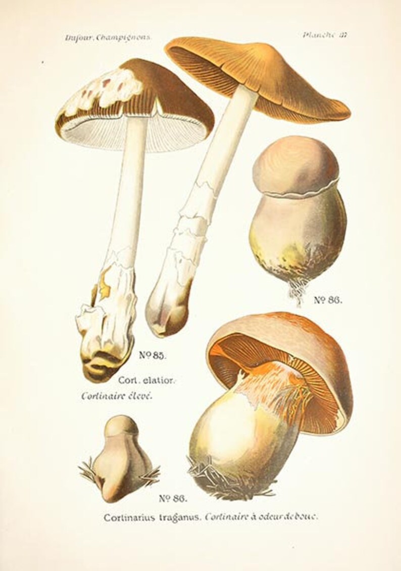 May include: A vintage illustration of four mushrooms, two with brown caps and two with white caps. The illustration is labeled with the French words "Cortinaire &eacute;lev&eacute;" and "Cortinaire &agrave; odeur de bous".