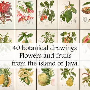 40 wunderschöne botanische Zeichnungen von Blumen und Früchten von der Insel Java - Printable Download - Vintage Botanische Pflanzenkräuter