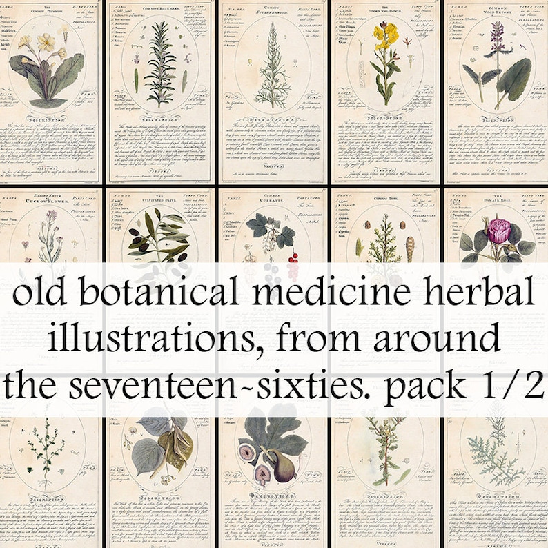 May include: A collection of 12 vintage botanical illustrations of medicinal herbs, printed on cream-colored paper with black text. The illustrations are in a detailed, realistic style and feature plants like rosemary, primrose, and fig. The text includes the Latin name and a description of the plant's medicinal properties. The title "old botanical medicine herbal illustrations, from around the seventeen-sixties. pack 1/2" is printed at the bottom of the image.