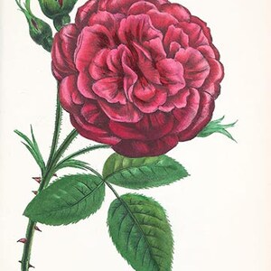 60 Stunningly Beautiful Drawings of Roses, From an Old French Book ...