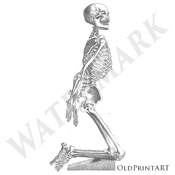 Rysunek Szkielet Z Anatomii Ciała Człowieka Do Druku Cyfrowe Download Stare Książki Ilustracji Clip Art Transfery