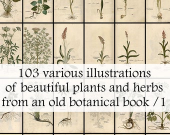 103 various old beautiful herbal plant illustrations from an old botanical book - Printable Download - Vintage Botanical herbs