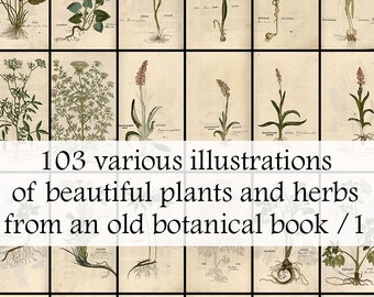 Vintage Botanical Herb Illustrations – 103 Plant Art Prints (Printable Download)