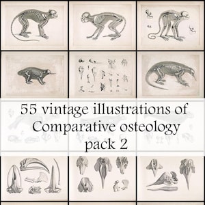 55 vintage illustrations of comparative osteology, animal skulls and skeletons from old book on the  scientific study of bones, Pack 2