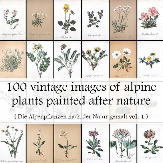 1937年　雰囲気たっぷりの植物画が満載のチェコの高山植物図鑑　希少 1937年 雰囲気たっぷりの植物画が満載のチェコの高山植物図鑑 希少