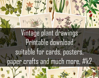 May include: A collage of vintage botanical illustrations featuring various plants and flowers. The images are in black and white and have a vintage aesthetic. The text "Vintage plant drawings Printable download suitable for cards, posters, paper crafts and much more, #k2" is superimposed on the collage.
