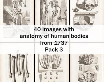 1737 Anatomy Images, Human Body Illustrations, Medical Art Prints (Digital Download)