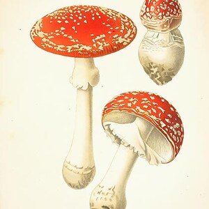 May include: A vintage botanical illustration of two red and white mushrooms with white stems. The illustration is titled "Amanita muscaria" and "Imanite tuc-mouches.to&eacute;n&eacute;neuse".