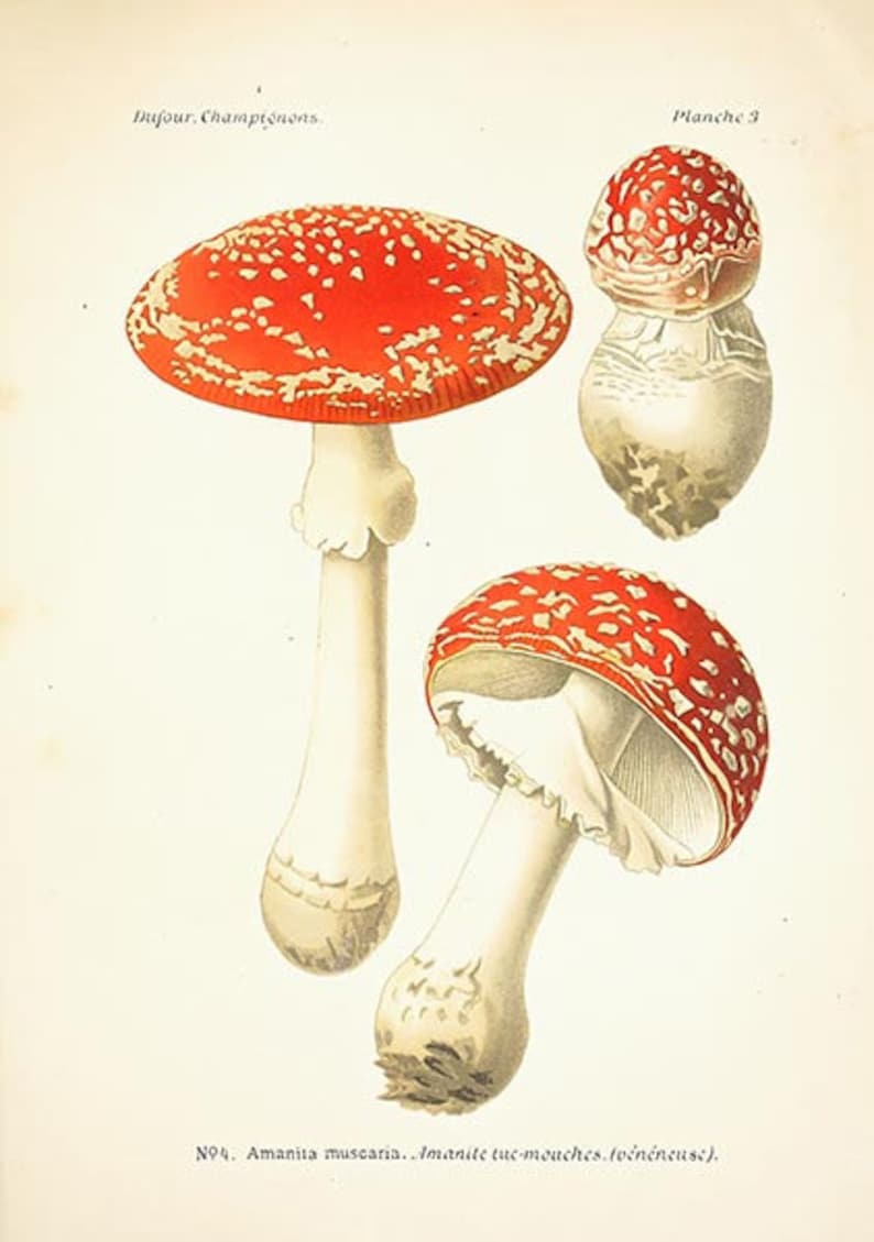 May include: A vintage botanical illustration of two red and white mushrooms with white stems. The illustration is titled "Amanita muscaria" and "Imanite tuc-mouches.to&eacute;n&eacute;neuse".