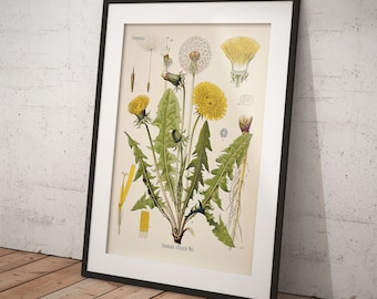 May include: A vintage botanical illustration of a dandelion plant, featuring detailed drawings of the flower, leaves, and roots. The illustration is framed in black and has the text "Taraxacum officinale Web" at the bottom.