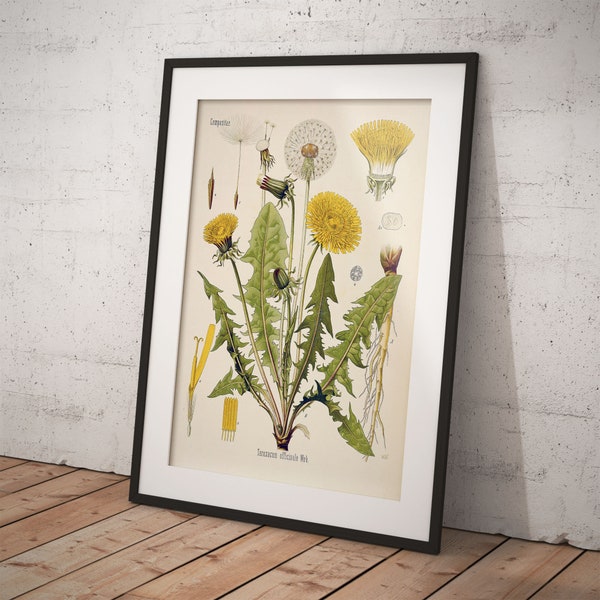 dandelion Taraxacum officinale Köhler's Medizinal-Pflanzen - Printable Download - botanical plant print - Vintage plant Art for scrapbooking