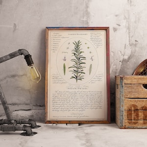 May include: A vintage botanical illustration of rosemary, featuring a detailed drawing of the plant with its leaves, flowers, and roots. The illustration is framed in a rustic wooden frame with a red and white border. The text on the illustration includes the name "Common Rosemary" and a description of the plant's properties and uses.