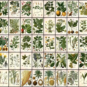 All 80 Medicinal plant illustrations from Köhler's Medicinal Plants volume 3 Printable Download Vintage Botanical image 3