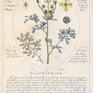 May include: A vintage botanical illustration of Garden Rue, a plant with yellow flowers and blue-green leaves. The illustration includes the plant's scientific name, L. Ruta, and a description of its medicinal properties.