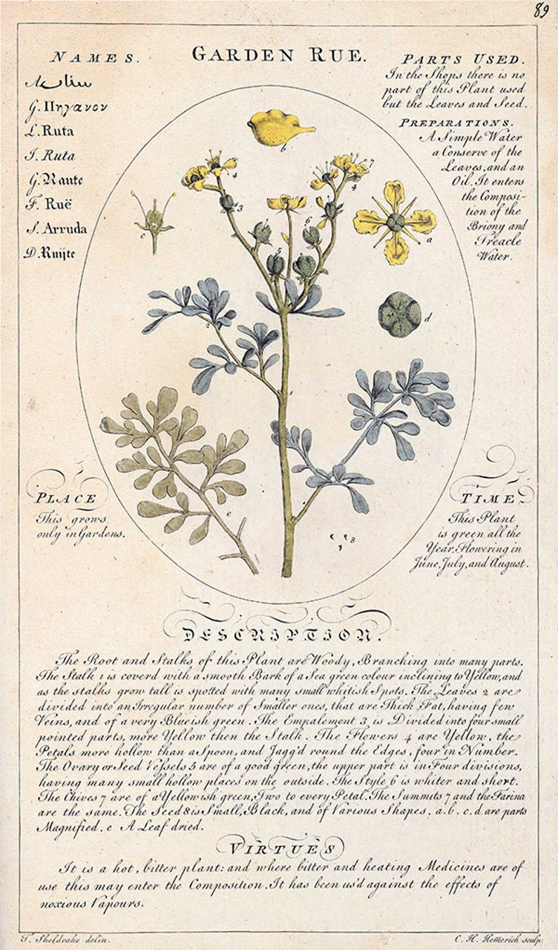 May include: A vintage botanical illustration of Garden Rue, a plant with yellow flowers and blue-green leaves. The illustration includes the plant's scientific name, L. Ruta, and a description of its medicinal properties.