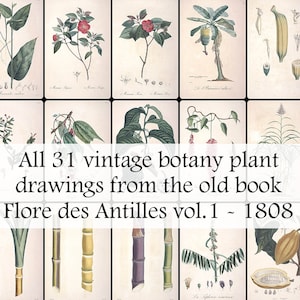 The entire set of 31 vintage botany plant drawings from the Flore des Antilles vol.1 - Printable Download - Vintage Botanical Plates