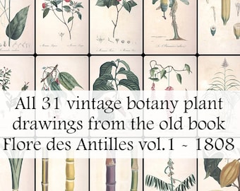 May include: A collection of 31 vintage botanical illustrations of plants from the book "Flore des Antilles vol. 1 - 1808". The illustrations are hand-drawn and colored, and depict various plants, including flowers, leaves, and fruits.