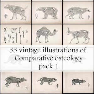 55 vintage illustrations of comparative osteology, animal skulls and skeletons from old book on the  scientific study of bones, Pack 1