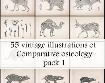 55 vintage illustrations of comparative osteology, animal skulls and skeletons from old book on the  scientific study of bones, Pack 1